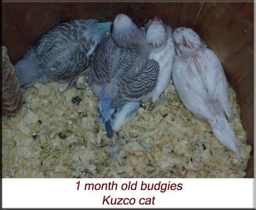 1 month old budgie